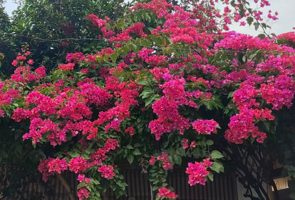 珠海市生态环境局利用无人机技术赋能海洋垃圾精准监管